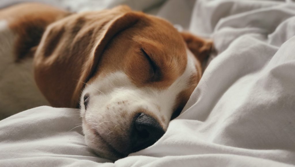 犬の睡眠薬は人間用でも大丈夫は大きな間違い